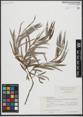 Foto von Salix viminalis L.